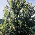 Populus nigra subsp. nigra